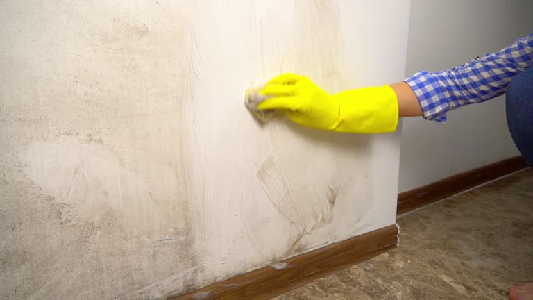 Best Mold Damage Restoration  in Denver, PA