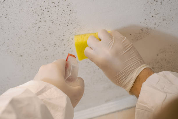 Best Emergency Mold Remediation  in Denver, PA