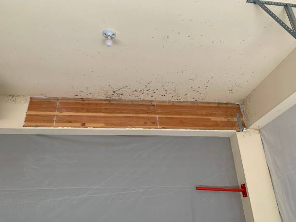 Best Water Damage & Mold Remediation  in Denver, PA