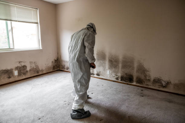 Best Industrial Mold Remediation  in Denver, PA